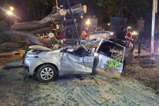 Cae Árbol gigante y provoca la muerte de un hombre en la Alameda de Querétaro