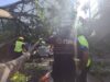 Dan de alta a niña lesionada por caída de árbol en la Alameda de Querétaro