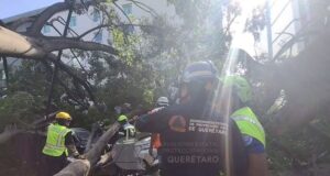 Dan de alta a niña lesionada por caída de árbol en la Alameda de Querétaro