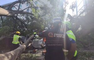 Dan de alta a niña lesionada por caída de árbol en la Alameda de Querétaro