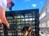 Rescatan a canino en situación de maltrato tras denuncia ciudadana en San Juan del Río