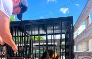 Rescatan a canino en situación de maltrato tras denuncia ciudadana en San Juan del Río