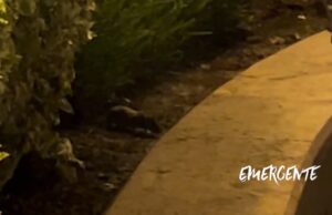 Continúan atendiendo problemas de ratas en el Centro Histórico de Querétaro: Felifer