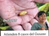 Van 8 casos de gusano barrenador en Pinal de Amoles