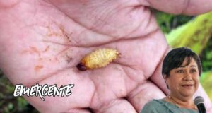Van 8 casos de gusano barrenador en Pinal de Amoles
