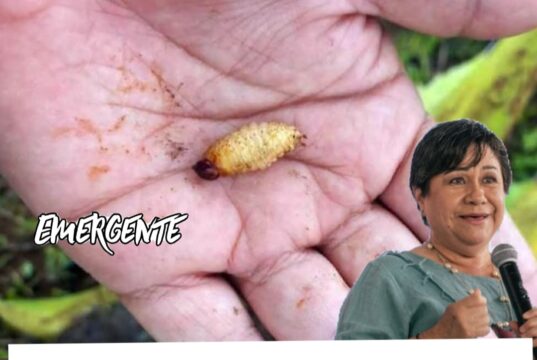 Van 8 casos de gusano barrenador en Pinal de Amoles